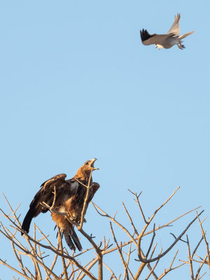 Aigle ravisseur, Aquila rapax se faisant harceler par un Élanion blanc, Elanus caeruleus