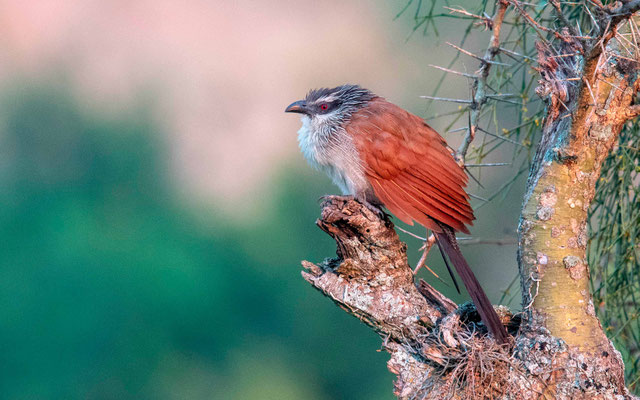 Coucal à sourcils blancs, Centropus superciliosus
