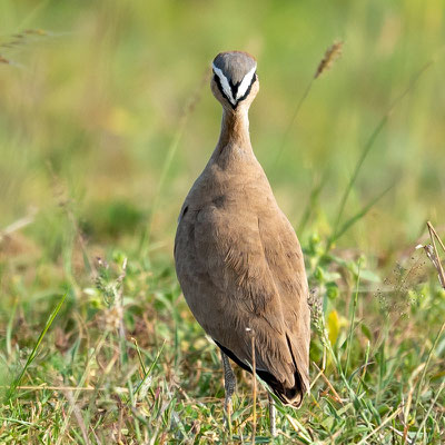 Courvite de Somalie, Cursorius somalensis