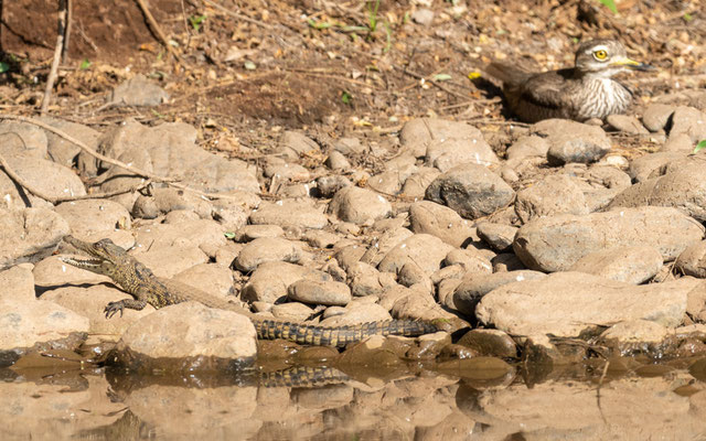 Jeune Crocodile du Nil, Crocodylus niloticus et Oedicnéme du Sénégal, Burhinus senegalensis