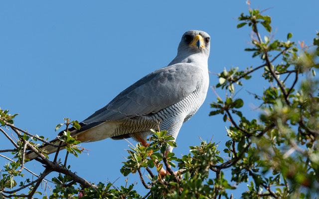 Autour à ailes grises, Melierax poliopterus