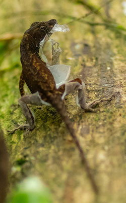 Anolis sp.