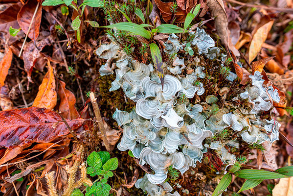 Flore du sol forestier