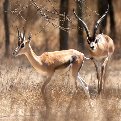 Gazelle de Grant, Gazella granti. Parc national d' Abijatta- Shalla