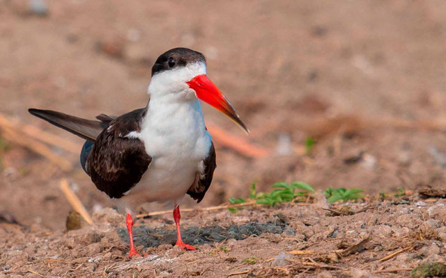Bec-en-ciseaux d'Afrique, Rynchops flavirostris