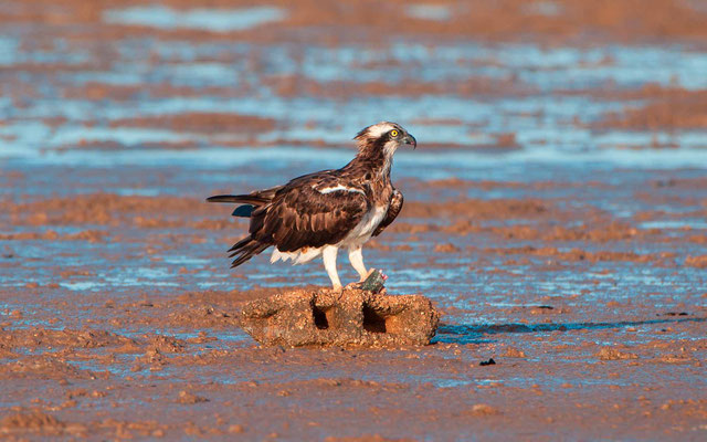 Balbuzard pêcheur, Pandion haliaetus