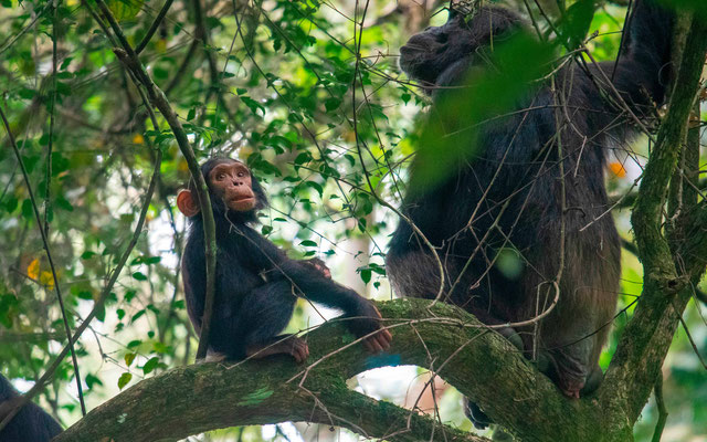 Chimpanzé, Pan troglodytes