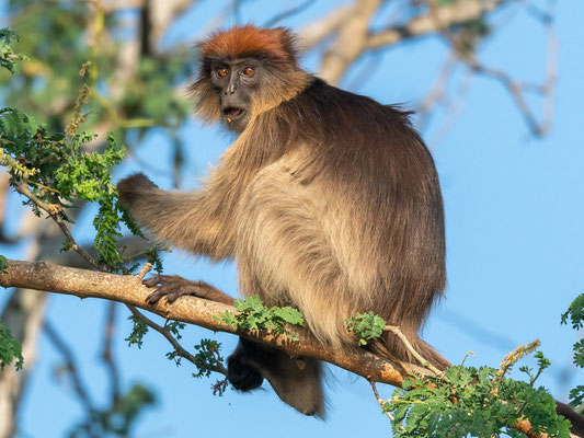 Piliocolobus tephrosceles (Cercopithecidae)