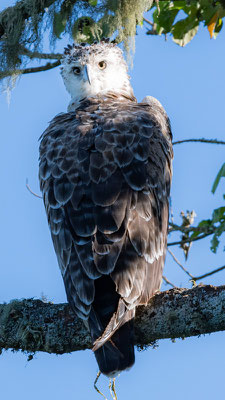 Aigle martial, Polemaetus bellicosus, immature 