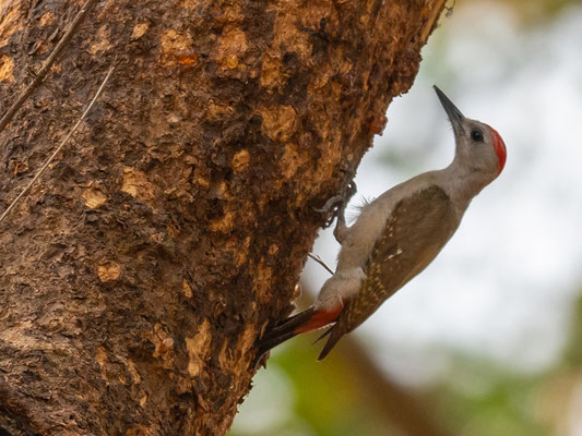 African grey woodpecker , Chloropicus goertae