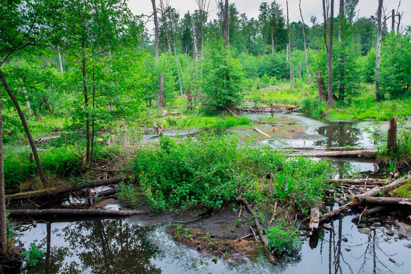 Milieu inondé dans la forêt de Bialowieza