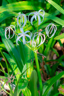 Crinum erubescens