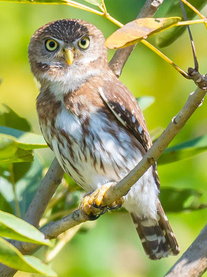  Chevêchette brune, Glaucidium brasilianum