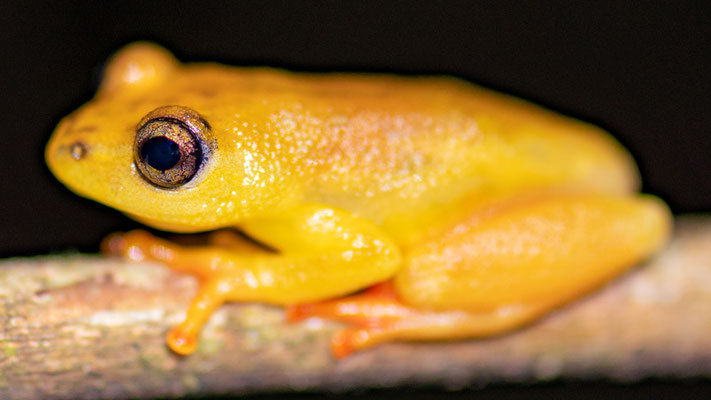 Hyperolius substriatus