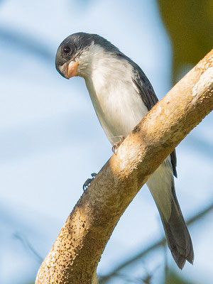  Sporophile à ventre blanc, Sporophila leucoptera