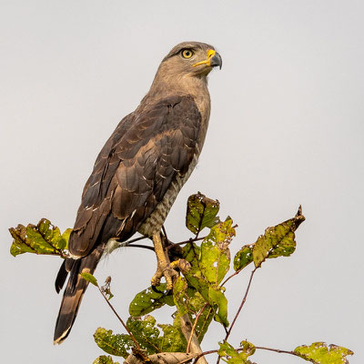 Circaète barré, Circaetus fasciolatus