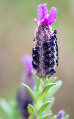 Lavande papillon, Lavandula stoechas 