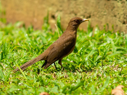 Merle fauve, Turdus grayi, adulte. L'oiseau national du Costa-Rica.