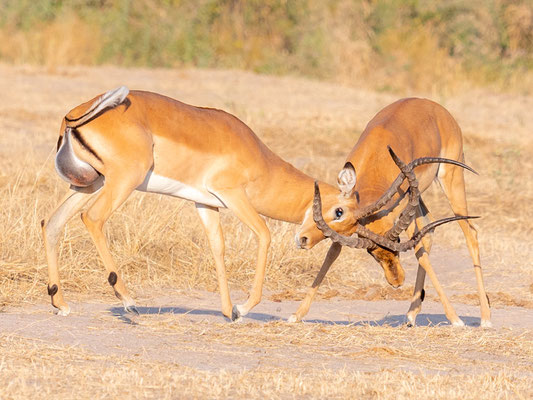 Combat d'Impala, Aepyceros melampus