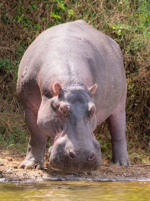 Hippopotame amphibie, Hippopotamus amphibius