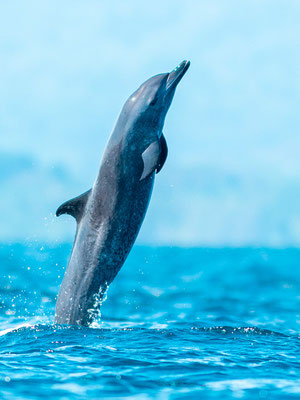  Pantropical spotted dolphin,  Stenella attenuata in the Golfo Dulce