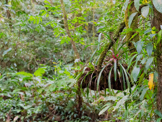 Ambiance forestière à Regua