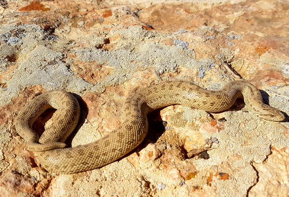 Eryx sp., genre Eryx. Golestan, Iran, may 2017