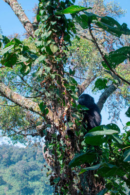 Gorille des montagnes, Gorilla beringei beringei