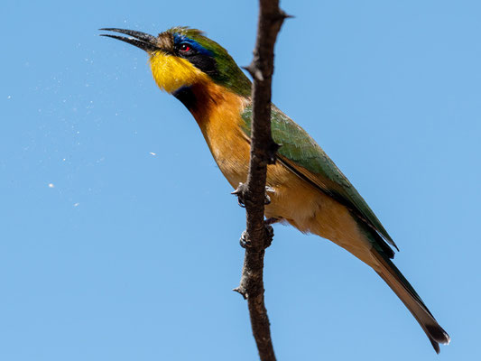 Guêpier nain, Merops pusillus cyanostictus en train de se régaler! Hara Lodge