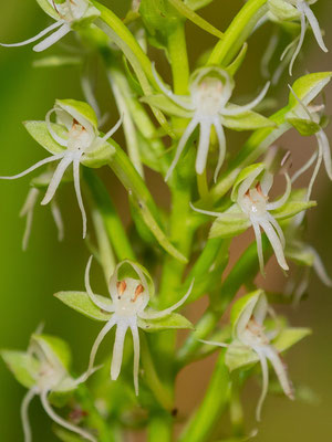 Habenaria sp,  Orchidaceae