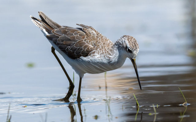 Chevalier stagnatile, Tringa stagnatilis