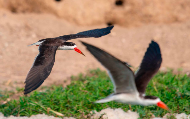 Bec-en-ciseaux d'Afrique, Rynchops flavirostris