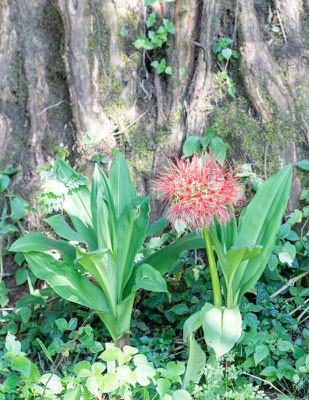 Ail rouge, Scadoxus multiflorus