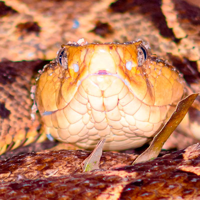 Fer-de-lance, Bothrops asper