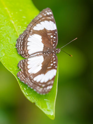 Neptis sp.