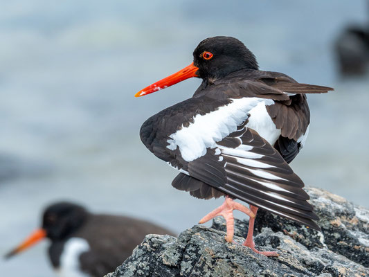 Huîtrier pie, Haematopus ostralegus