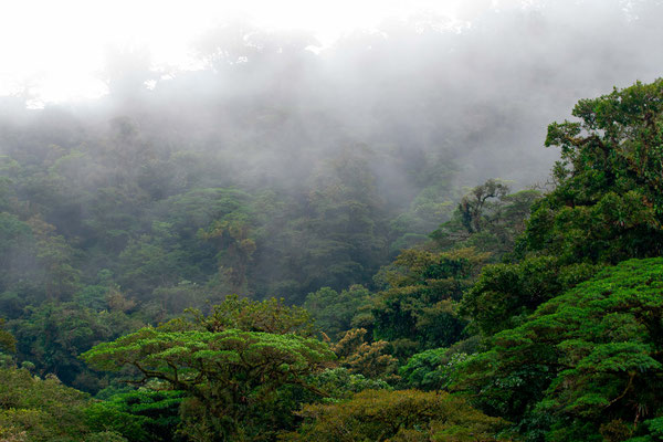 Vue de la forêt primaire du Cerro Chato