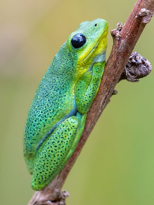 Hyperolius viridiflavus, couleur très variable!