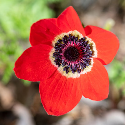  Anémone Coronaire,  Anemone coronaria 