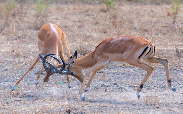 Combat de mâles d'Impala, Aepyceros melampus