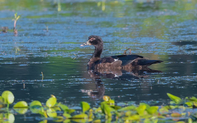  Canard musqué, Cairina moschata