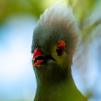 Autre portrait du même Touraco de Ruspoli, Tauraco ruspolii