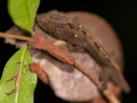Rieppeleon brevicaudatus, femelle, le grand individu et Rhampholeon uluguruensis le petit animal qui est accroché à l'autre !