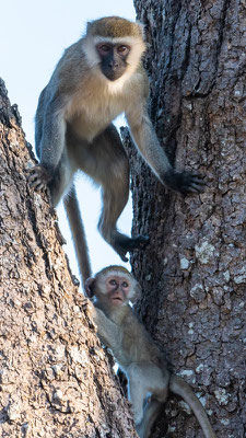 Vervet, Chlorocebus pygerythrus