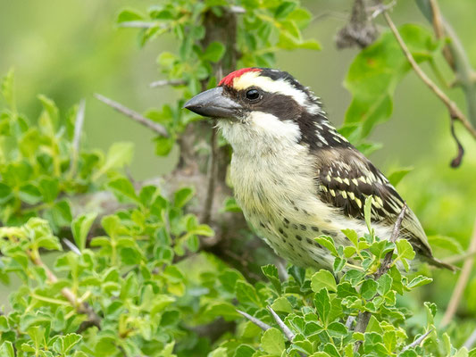 Red-fronted Tinkerbird,  Pogoniulus pusillus