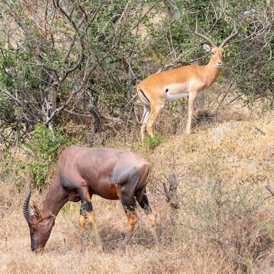 Topi, Damaliscus lunatus ssp. jimela au premier plan et Impala, Aepyceros melampus