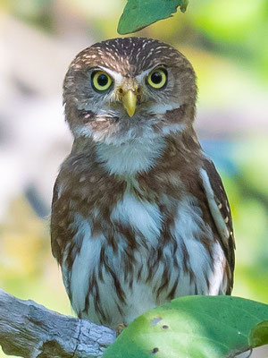  Chevêchette brune, Glaucidium brasilianum