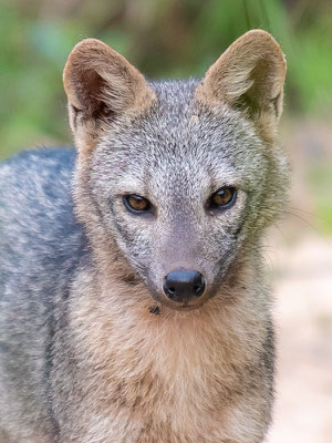 Renard des Savanes, Cerdocyon thous