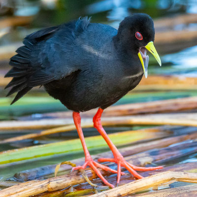 Marouette à bec jaune, Amaurornis flavirostra