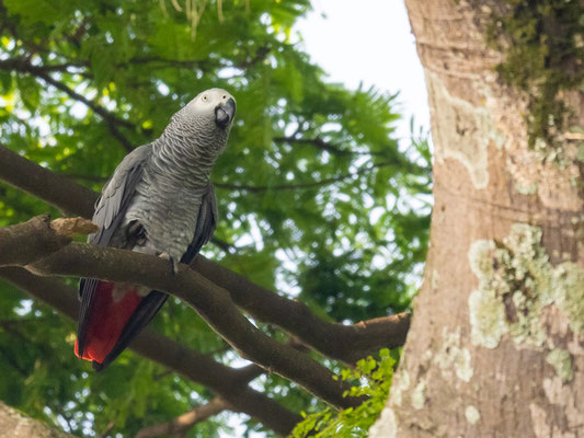 Perroquet jaco, Psittacus erithacus